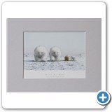 De Beer Polar Bears