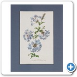 Seagrief Plumbago